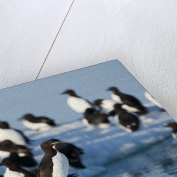 Brunnich's Guillemots, Svalbard, Norway by Anonymous