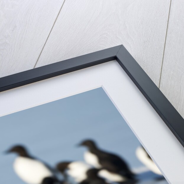 Brunnich's Guillemots, Svalbard, Norway by Anonymous