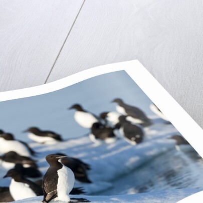 Brunnich's Guillemots, Svalbard, Norway by Anonymous