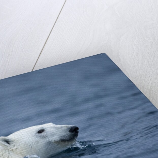 Polar Bear, Svalbard, Norway by Anonymous