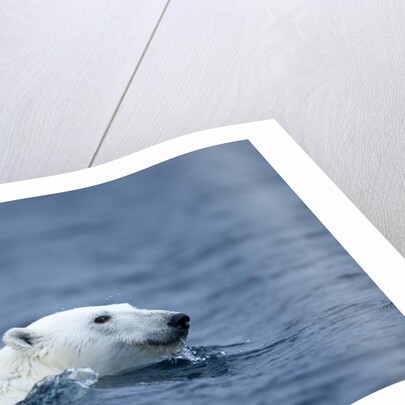 Polar Bear, Svalbard, Norway by Anonymous
