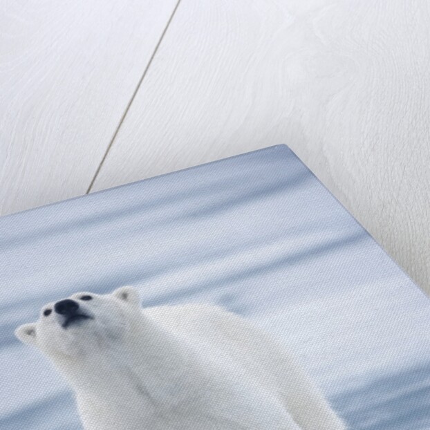 Polar Bear, Svalbard, Norway by Anonymous