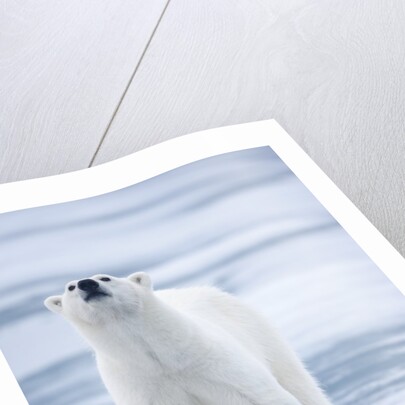 Polar Bear, Svalbard, Norway by Anonymous