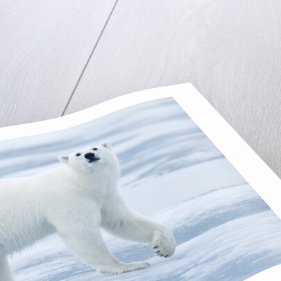 Polar Bear, Svalbard, Norway by Anonymous