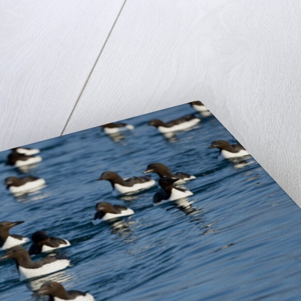Brunnich's Guillemots, Svalbard, Norway by Anonymous