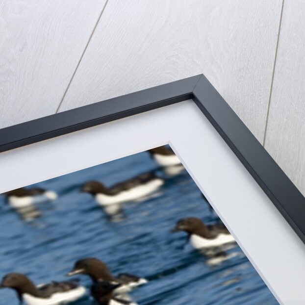 Brunnich's Guillemots, Svalbard, Norway by Anonymous