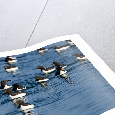 Brunnich's Guillemots, Svalbard, Norway by Anonymous