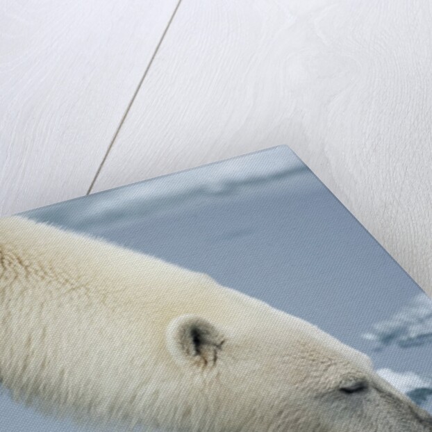 Polar Bear sniffing water by Anonymous