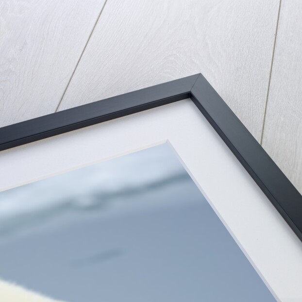 Polar Bear sniffing water by Anonymous