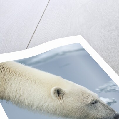 Polar Bear sniffing water by Anonymous
