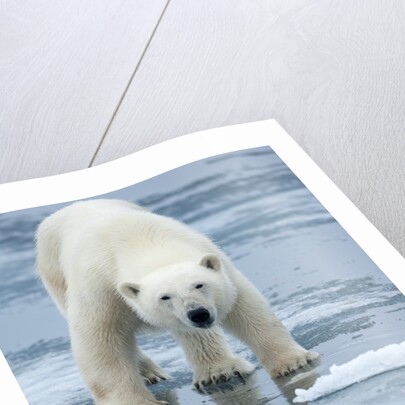 Polar Bear on melting ice, Svalbard, Norway by Anonymous