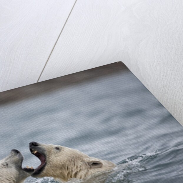 Polar Bears fighting in water by Anonymous