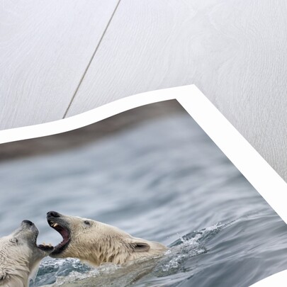 Polar Bears fighting in water by Anonymous
