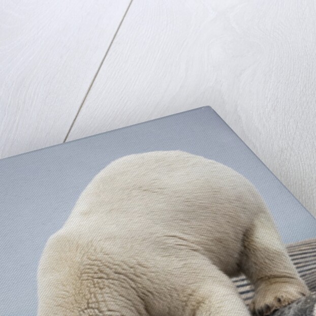 Polar Bear feeding on Dead Fin Whale by Anonymous