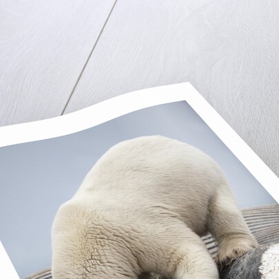 Polar Bear feeding on Dead Fin Whale by Anonymous