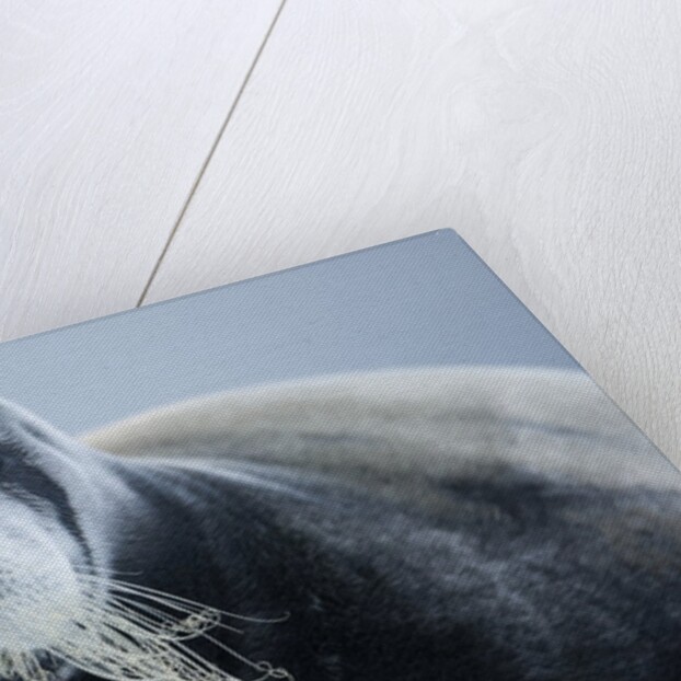 Bearded Seal, on Iceberg, Svalbard, Norway by Anonymous