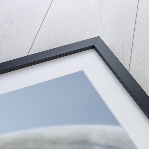Bearded Seal, on Iceberg, Svalbard, Norway by Anonymous