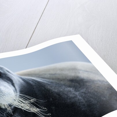 Bearded Seal, on Iceberg, Svalbard, Norway by Anonymous