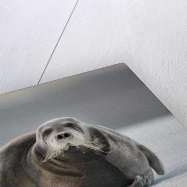 Bearded Seal on Ice by Anonymous