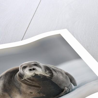 Bearded Seal on Ice by Anonymous