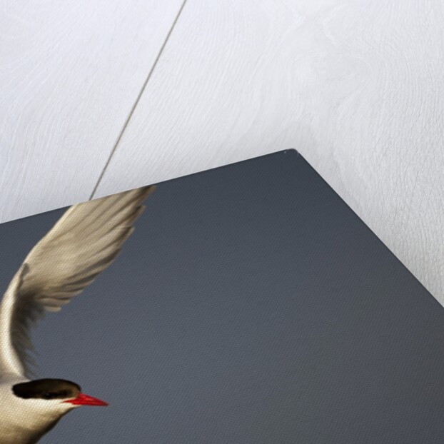 Arctic Tern in flight by Anonymous