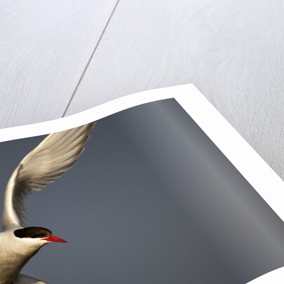 Arctic Tern in flight by Anonymous