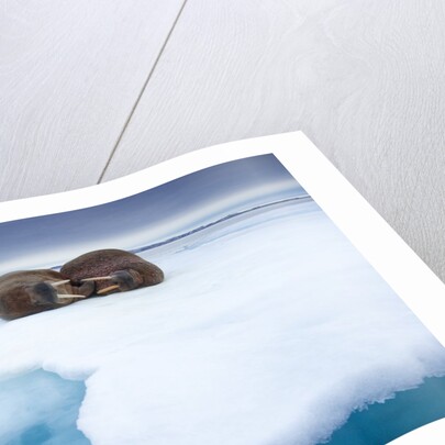 Sleeping walruses, Svalbard, Norway by Anonymous
