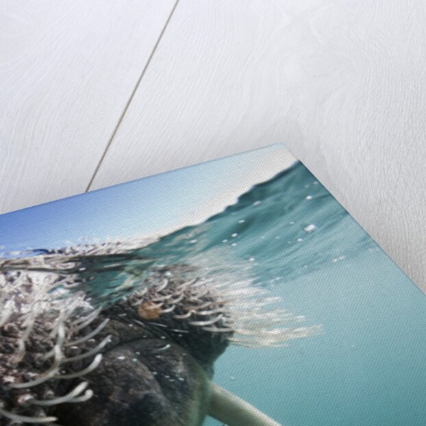 Walrus swimming by Anonymous