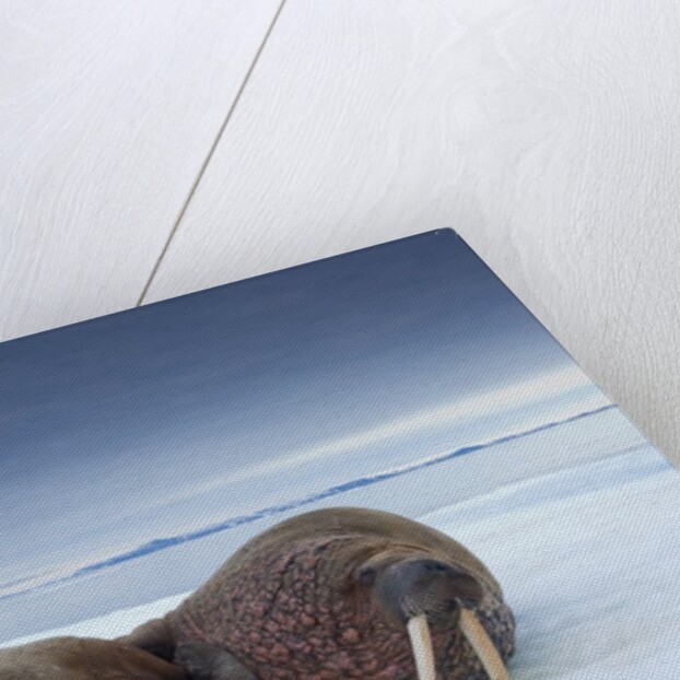 Walruses lying on ice by Anonymous