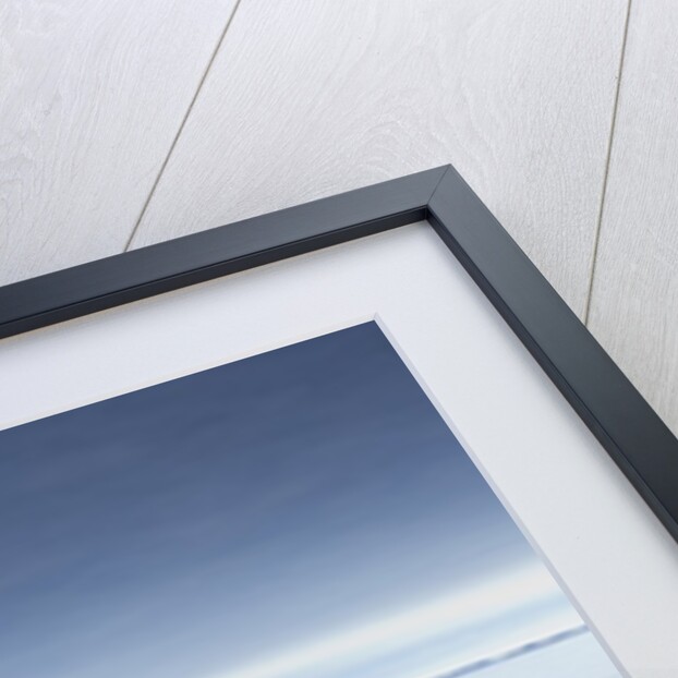 Walruses lying on ice by Anonymous