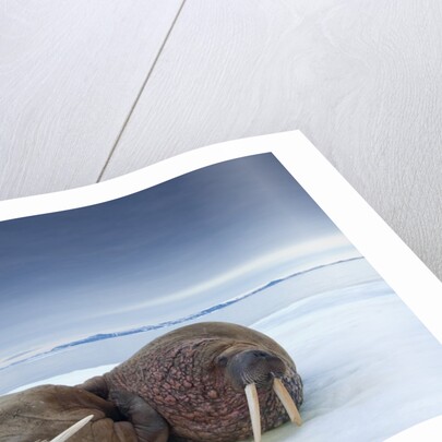 Walruses lying on ice by Anonymous