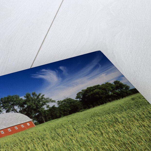 A Field of Wheat and Barn, Myrtle, Manitoba, Canada by Anonymous