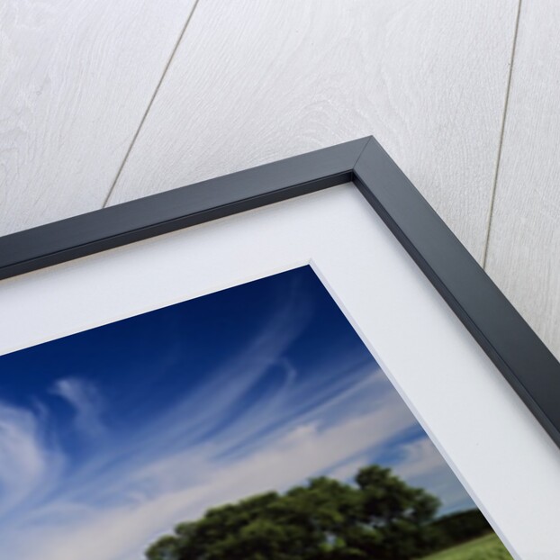 A Field of Wheat and Barn, Myrtle, Manitoba, Canada by Anonymous