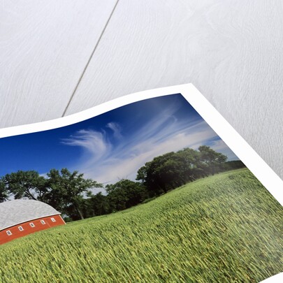 A Field of Wheat and Barn, Myrtle, Manitoba, Canada by Anonymous