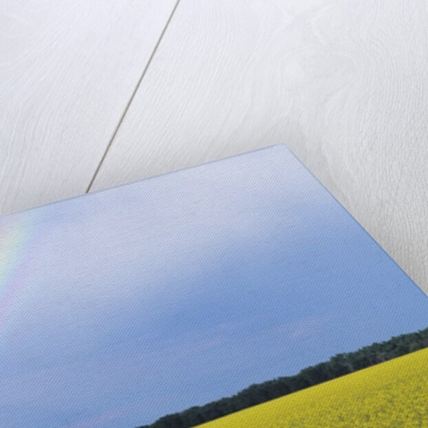 Rainbow and Canola, Morris, Manitoba, Canada by Anonymous