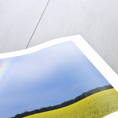 Rainbow and Canola, Morris, Manitoba, Canada by Anonymous