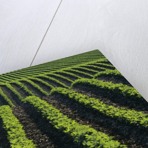 Bean Field Near Treherne, Manitoba, Canada by Anonymous