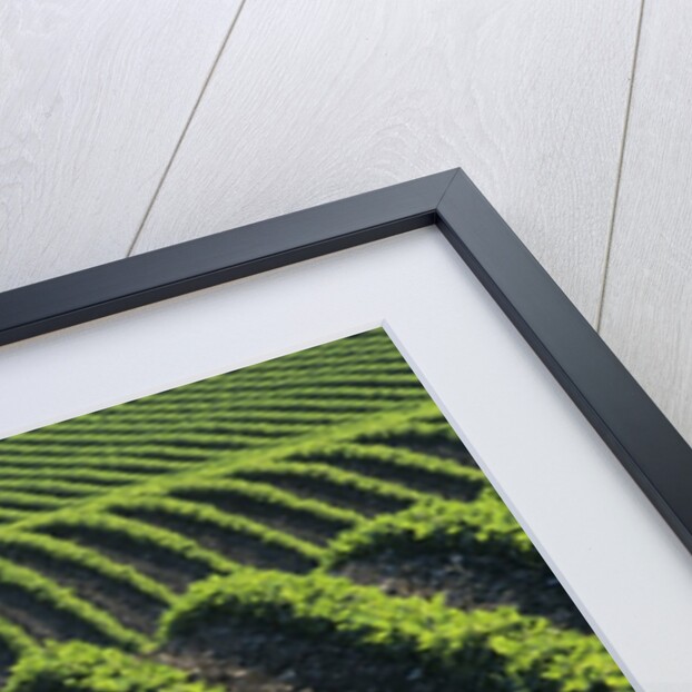 Bean Field Near Treherne, Manitoba, Canada by Anonymous