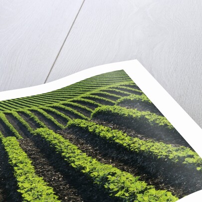 Bean Field Near Treherne, Manitoba, Canada by Anonymous