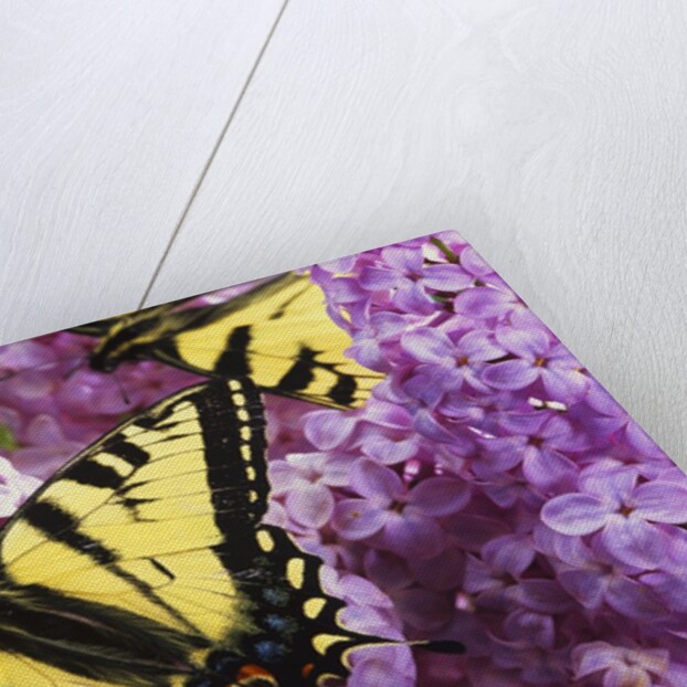 A Canadian Tiger Swallowtail Butterfly (Papilio Canadensis) in the Maritimes, Newfoundland and Labrador, Canada by Anonymous