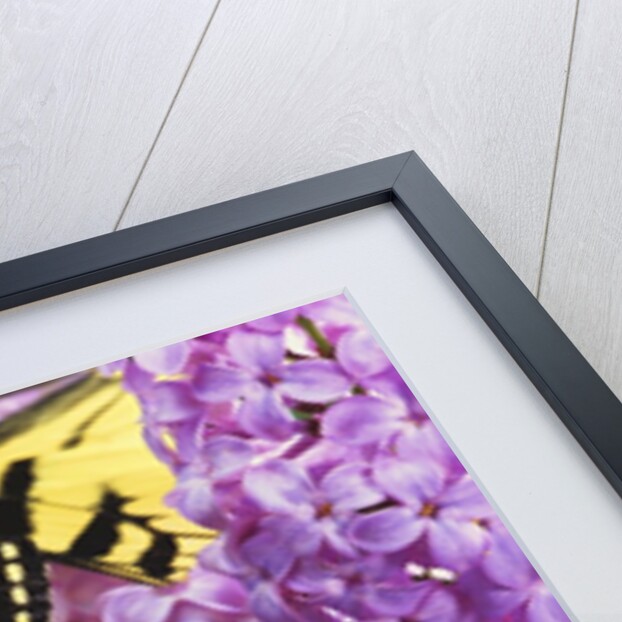 A Canadian Tiger Swallowtail Butterfly (Papilio Canadensis) in the Maritimes, Newfoundland and Labrador, Canada by Anonymous