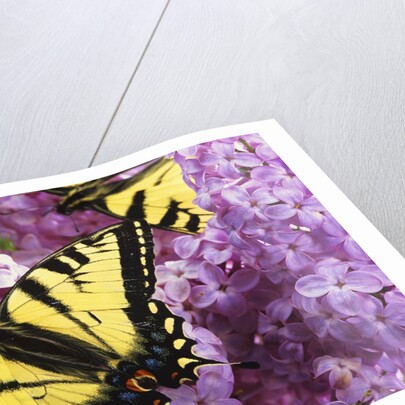 A Canadian Tiger Swallowtail Butterfly (Papilio Canadensis) in the Maritimes, Newfoundland and Labrador, Canada by Anonymous