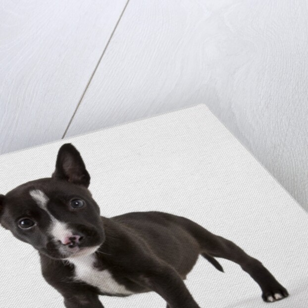 American bulldog puppy by Anonymous