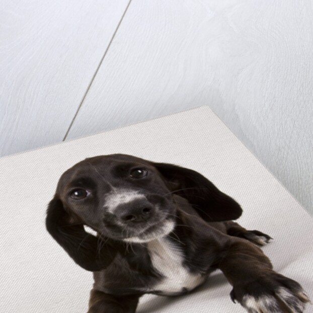 Black and white puppy by Anonymous
