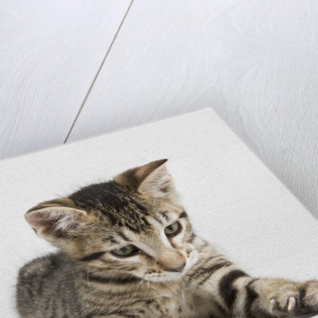 Tabby kitten by Anonymous