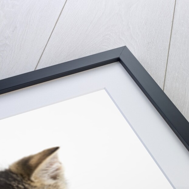 Tabby kitten by Anonymous