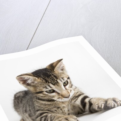 Tabby kitten by Anonymous
