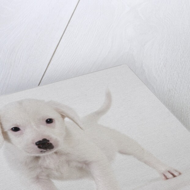 Pitbull puppy by Anonymous
