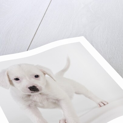 Pitbull puppy by Anonymous