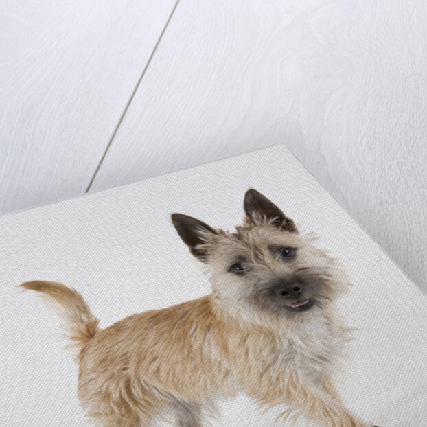 Terrier by Anonymous
